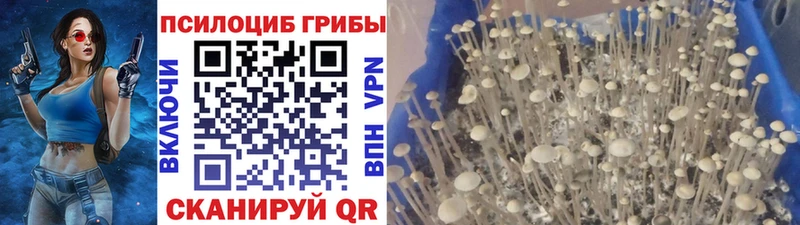 Купить закладки  Гороховец  Галлюциногенные грибы мицелий 